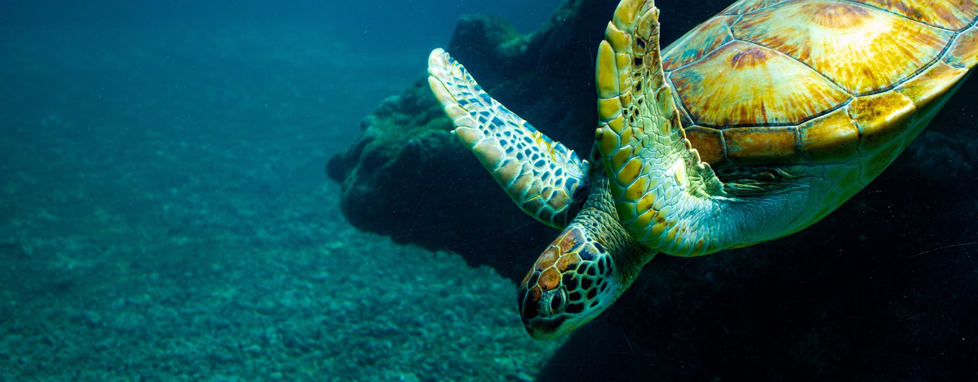 As the BBNJ Agreement takes effect, Africa must lead from the helm