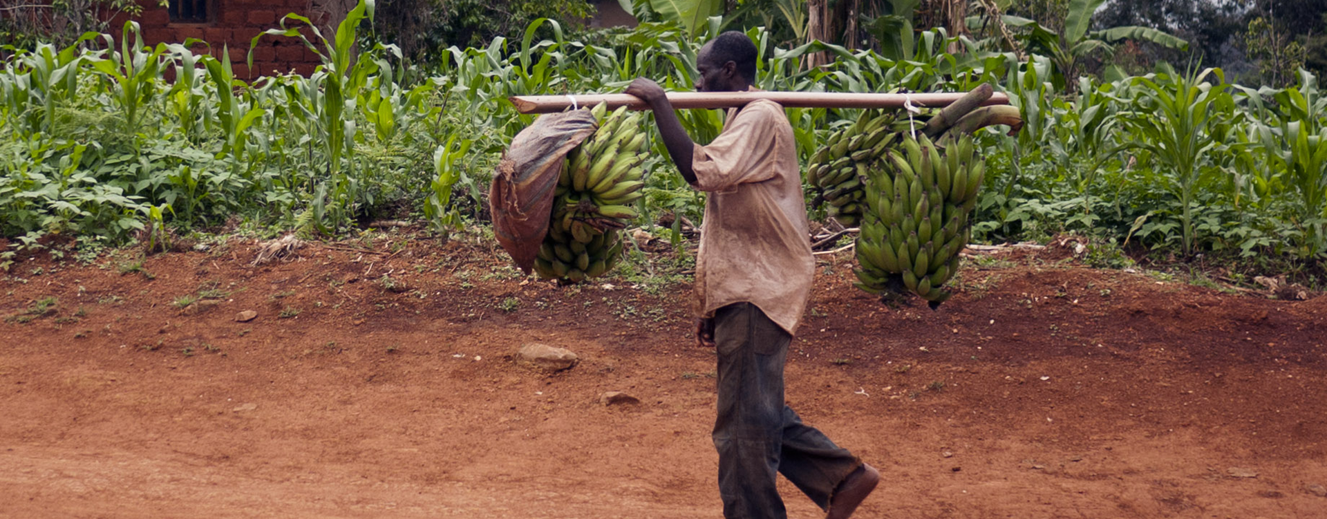 Cameroon’s agriculture must perform, not just produce