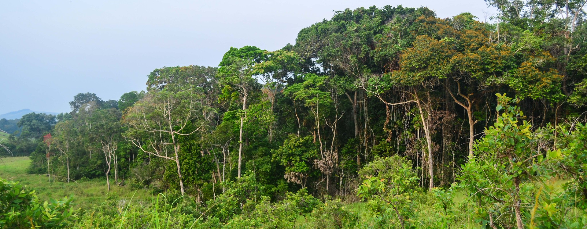 Ecologies of wealth in the Congo Basin