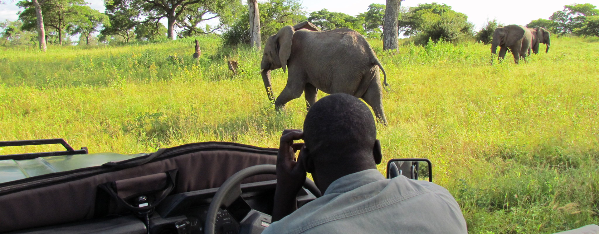 The elephant in the room: Tourism futures in Southern Africa