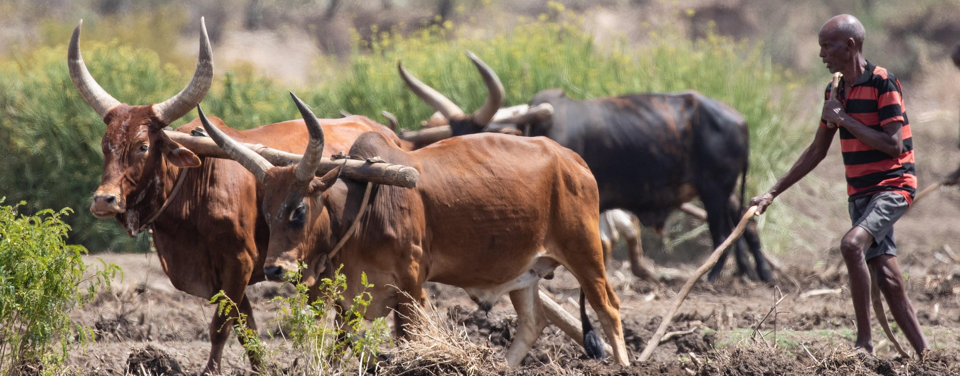 How regional trade integration can strengthen Africa’s food security