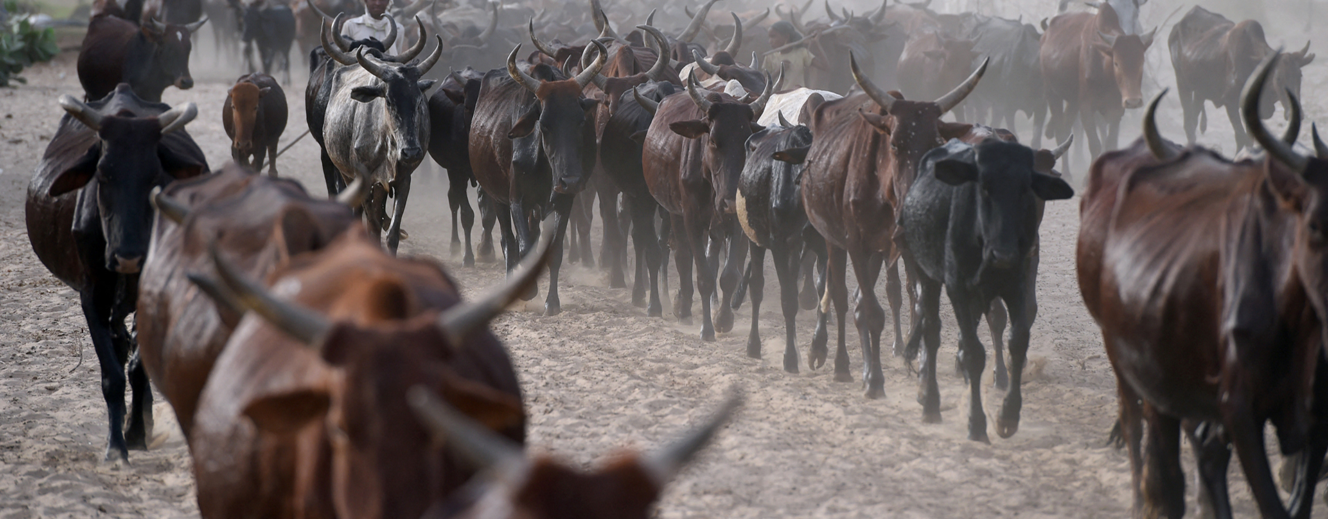 No silver bullet to stop cattle rustling in East Africa