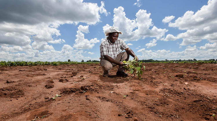 Malawi’s agricultural sector needs urgent climate adaptation