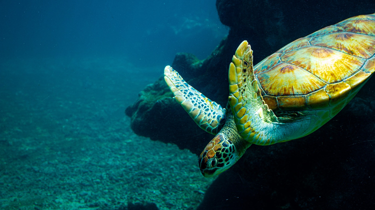 As the BBNJ Agreement takes effect, Africa must lead from the helm