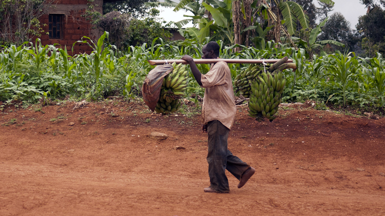 Cameroon’s agriculture must perform, not just produce