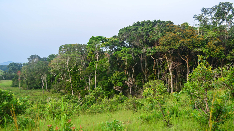 Ecologies of wealth in the Congo Basin