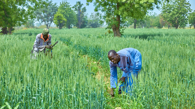 Hormuz exposes Africa’s fertiliser structural risk