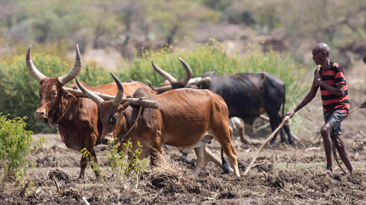 How regional trade integration can strengthen Africa’s food security