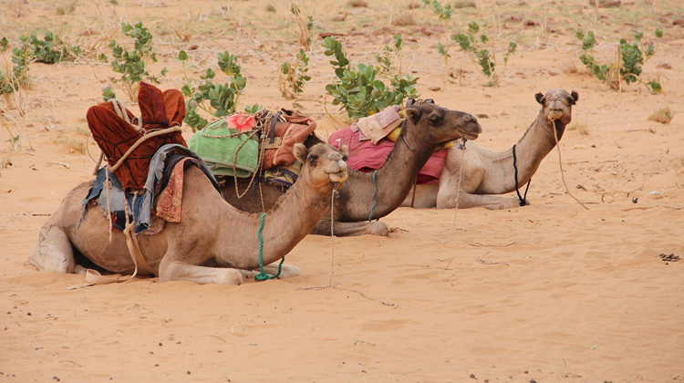 Can Mauritania’s partnerships drive inclusive growth?