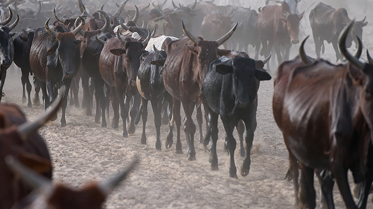 No silver bullet to stop cattle rustling in East Africa